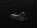 NightShots 031